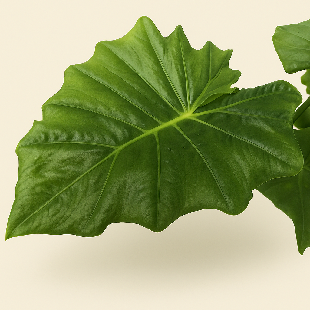 Pfeilblatt Portodora mit Stamm – Alocasia portodora - 180cm - Ø40 cm - Luna's Leaf Co. 