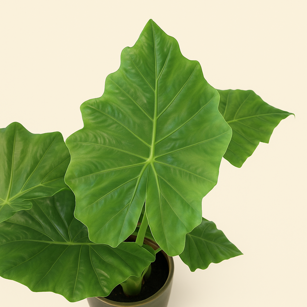 Pfeilblatt Portodora – Alocasia portodora - 140 cm - Ø34cm - Luna's Leaf Co. 