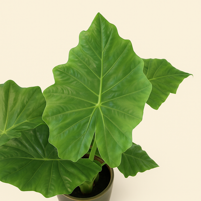 Pfeilblatt Portodora – Alocasia portodora - 140 cm - Ø34cm - Luna's Leaf Co. 