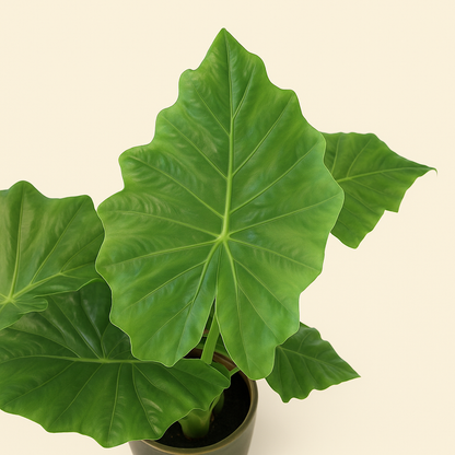 Pfeilblatt Portodora – Alocasia portodora - 140 cm - Ø34cm - Luna's Leaf Co. 