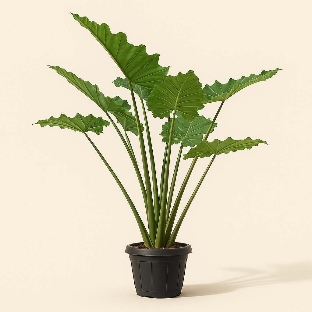 Pfeilblatt Portodora – Alocasia portodora - 140 cm - Ø34cm - Luna's Leaf Co. 