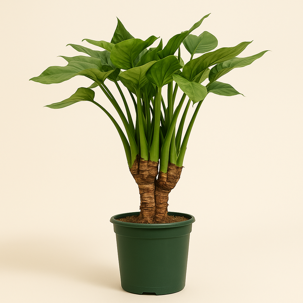 Pfeilblatt Cucullata mit Stamm – Alocasia cucullata - 120 cm - Ø26cm - Luna's Leaf Co. 