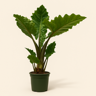 Alocasia Low Raider - 75 cm - Ø26cm - Luna's Leaf Co. 