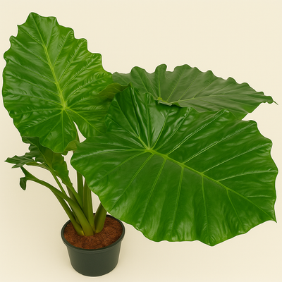 Alocasia Low Raider - 75 cm - Ø26cm - Luna's Leaf Co. 