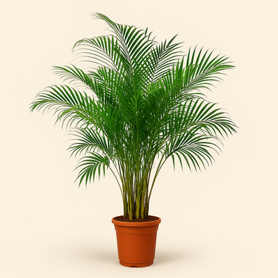 Areca Palme - Dypsis lutescens - 180 cm - ø27 - Luna's Leaf Co. 