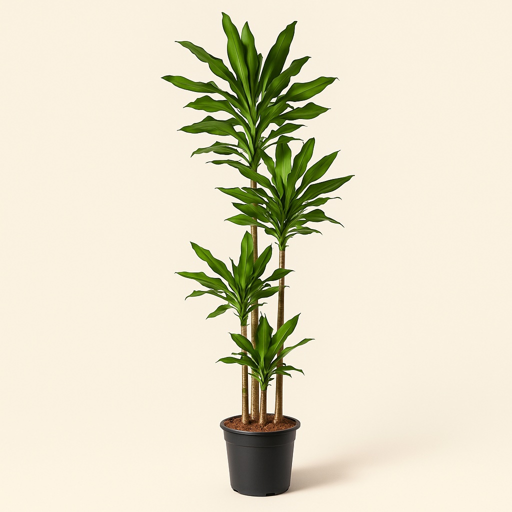 Drachenbaum Janet Lind – Dracaena fragrans Janet Lind - 180 cm - ø27 - Luna's Leaf Co. 