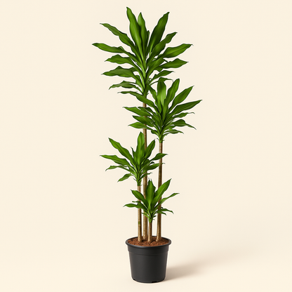 Drachenbaum Janet Lind – Dracaena fragrans Janet Lind - 180 cm - ø27 - Luna's Leaf Co. 