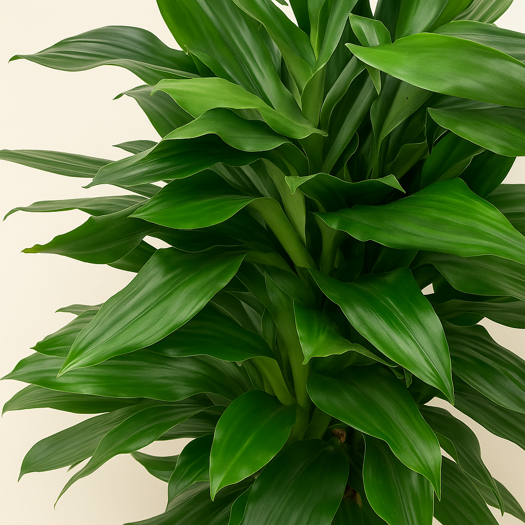 Drachenbaum Janet Lind verzweigt – Dracaena fragrans 'Janet Lind'- 120 cm - ø27 - Luna's Leaf Co. 