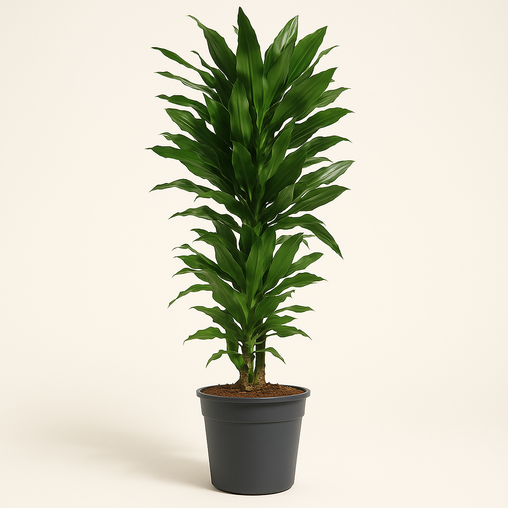 Drachenbaum Janet Lind verzweigt – Dracaena fragrans 'Janet Lind'- 120 cm - ø27 - Luna's Leaf Co. 