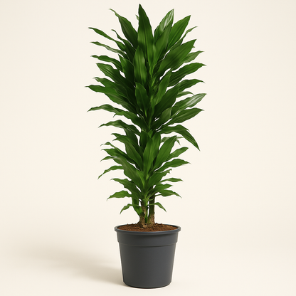 Drachenbaum Janet Lind verzweigt – Dracaena fragrans 'Janet Lind'- 120 cm - ø27 - Luna's Leaf Co. 