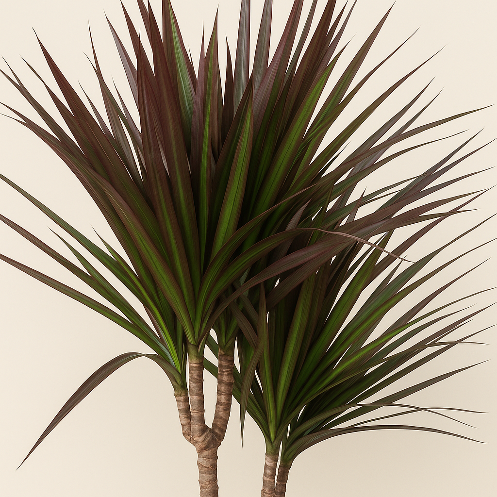 Drachenbaum Magenta Carrousel – Dracaena marginata 'Magenta Carrousel' - 150cm - ø31 - Luna's Leaf Co. 