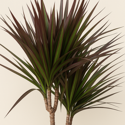Drachenbaum Magenta Carrousel – Dracaena marginata 'Magenta Carrousel' - 150cm - ø31 - Luna's Leaf Co. 