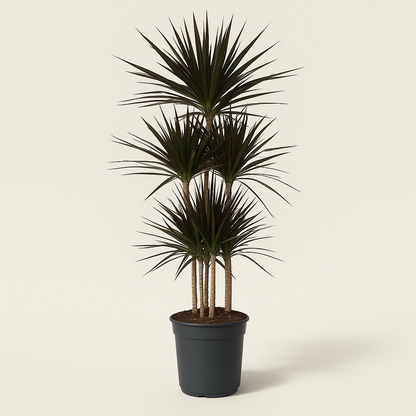 Drachenbaum Magenta Carrousel – Dracaena marginata 'Magenta Carrousel' - 150cm - ø31 - Luna's Leaf Co. 