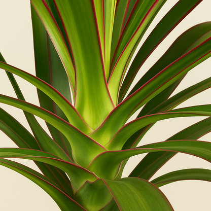 Drachenbaum Magenta Carrousel – Dracaena marginata 'Magenta Carrousel' - 150cm - ø31 - Luna's Leaf Co. 