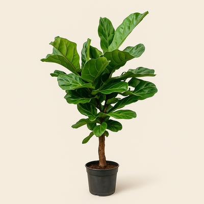 Geigenfeige vertakt – Ficus lyrata - 150 cm - ø24 - Luna's Leaf Co. 