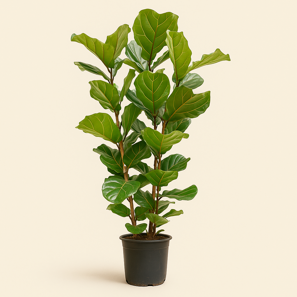 Geigenfeige buschig – Ficus lyrata - 155 cm - Ø27 - Luna's Leaf Co. 
