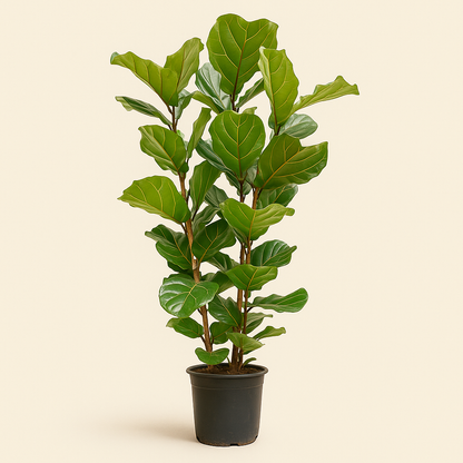 Geigenfeige buschig – Ficus lyrata - 155 cm - Ø27 - Luna's Leaf Co. 