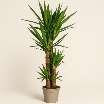 Yucca Palme – Yucca elephantipes - 160 cm - Ø27cm - Luna's Leaf Co. 