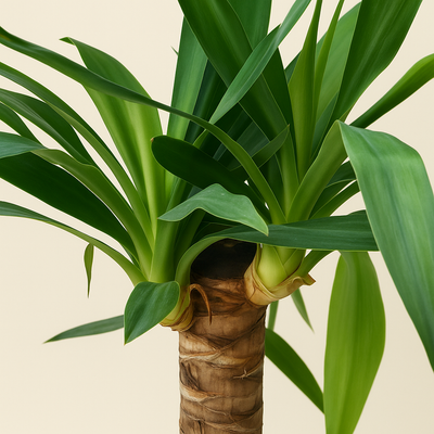 Yucca Palme – Yucca elephantipes - 160 cm - Ø27cm - Luna's Leaf Co. 