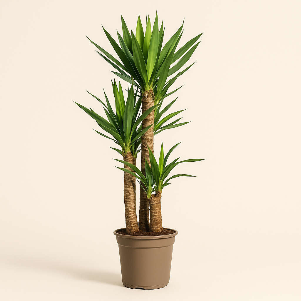 Yucca Palme – Yucca elephantipes - 130 - Ø24cm - Luna's Leaf Co. 