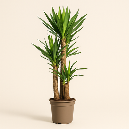 Yucca Palme – Yucca elephantipes - 130 - Ø24cm - Luna's Leaf Co. 