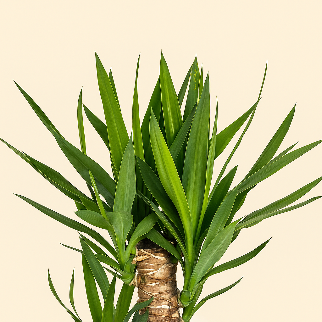 Yucca Palme – Yucca elephantipes - 130 - Ø24cm - Luna's Leaf Co. 