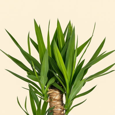 Yucca Palme – Yucca elephantipes - 130 - Ø24cm - Luna's Leaf Co. 