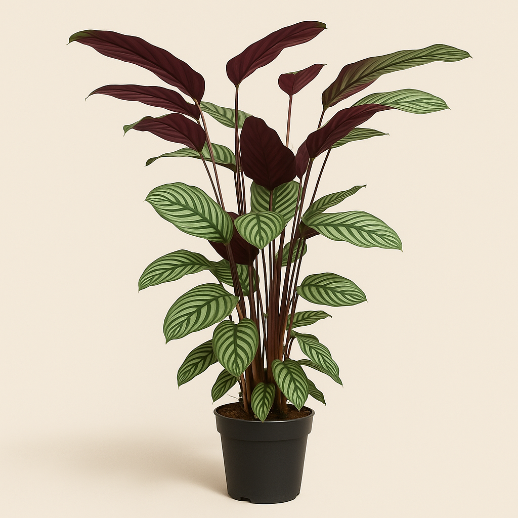 Calathea Oppenheimiana - 130 cm - ø27 - Luna's Leaf Co. 