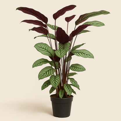 Calathea Oppenheimiana - 130 cm - ø27 - Luna's Leaf Co. 