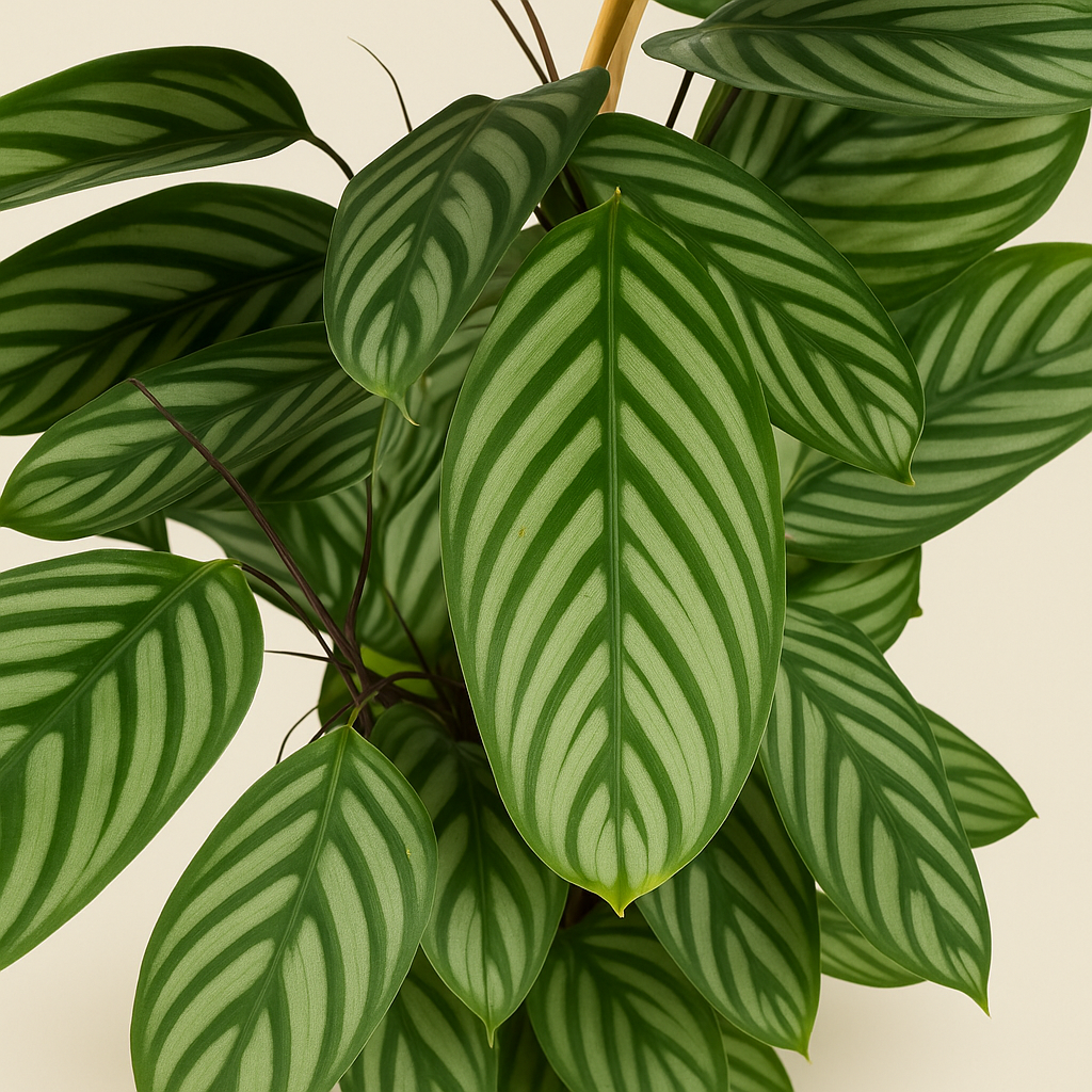 Calathea Oppenheimiana - 130 cm - ø27 - Luna's Leaf Co. 