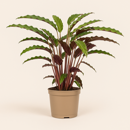 Calathea Rufibarba - 45 cm - Ø17cm - Luna's Leaf Co. 