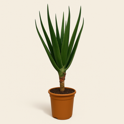 Aloe Barberae – Aloe barberae - 160 cm - Ø30cm - Luna's Leaf Co. 