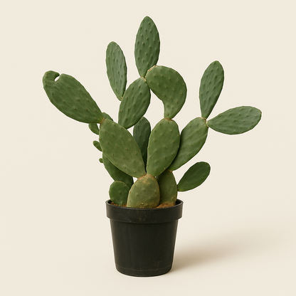 Feigenkaktus – Opuntia ficus-indica - 120 cm - Ø50cm - Luna's Leaf Co. 
