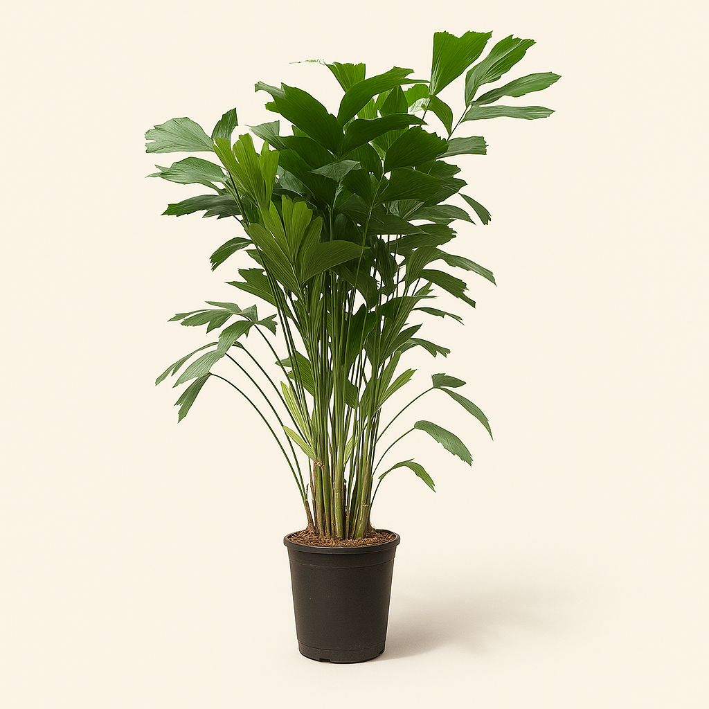 Fischschwanzpalme – Caryota mitis - 140 cm - ø24 - Luna's Leaf Co. 