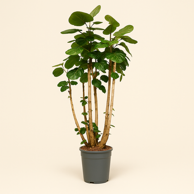 Polyscias Fabian XXL – Polyscias scutellaria 'Fabian'  XXL - 160 cm - ⌀30 - Luna's Leaf Co. 