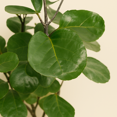 Polyscias Fabian XXL – Polyscias scutellaria 'Fabian'  XXL - 160 cm - ⌀30 - Luna's Leaf Co. 
