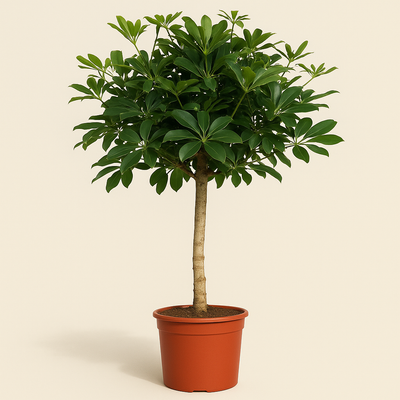 Schefflera auf Stamm – Schefflera arboricola - 170cm - ø35 - Luna's Leaf Co. 