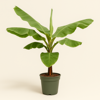 Bananenpflanze – Musa acuminata - 170cm - Ø30 - Luna's Leaf Co. 