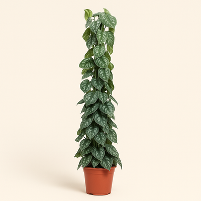 Scindapsus Pictus Trebie gaasrek - 160 cm - ø27 - Luna's Leaf Co. 