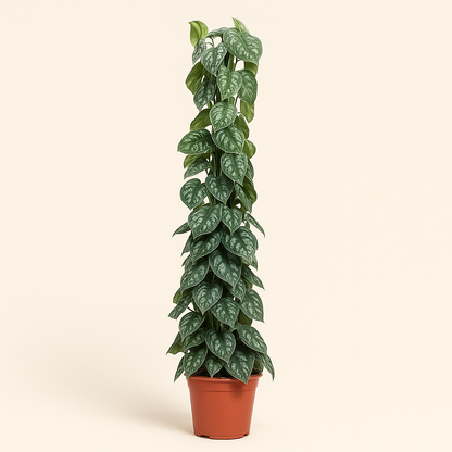 Scindapsus Pictus Trebie gaasrek - 160 cm - ø27 - Luna's Leaf Co. 