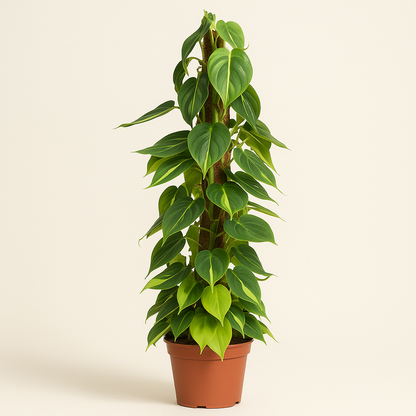 Philodendron Scandens Brasil am Moosstab - 150 cm - ø27 - Luna's Leaf Co. 