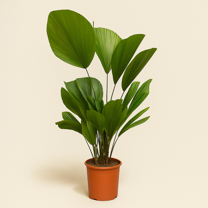 Fächerpalme – Licuala grandis - 100 cm - ø24 - Luna's Leaf Co. 