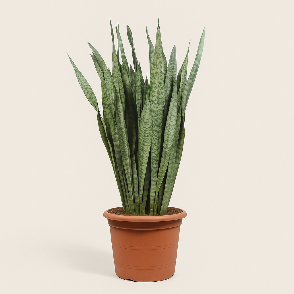 Bogenhanf – Sansevieria zeylanica - 110 cm - ø35 - Luna's Leaf Co. 