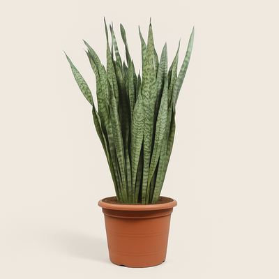 Bogenhanf – Sansevieria zeylanica - 110 cm - ø35 - Luna's Leaf Co. 
