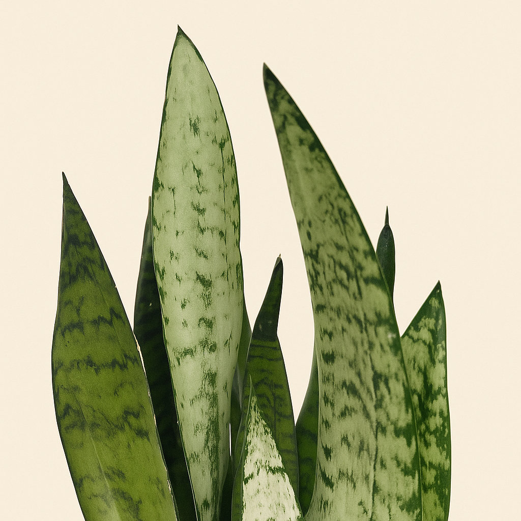 Bogenhanf – Sansevieria zeylanica - 110 cm - ø35 - Luna's Leaf Co. 