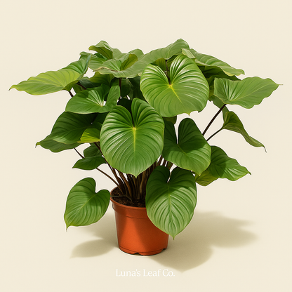 Homalomena Maggy – Homalomena rubescens - 130 cm - ø34 - Luna's Leaf Co. 