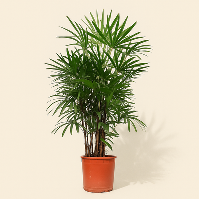Steckenpalme – Rhapis excelsa - 190 cm - ø34 - Luna's Leaf Co. 