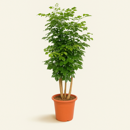 Radermachera Hainanensis – Radermachera hainanensis - 190 cm - ø40 - Luna's Leaf Co. 