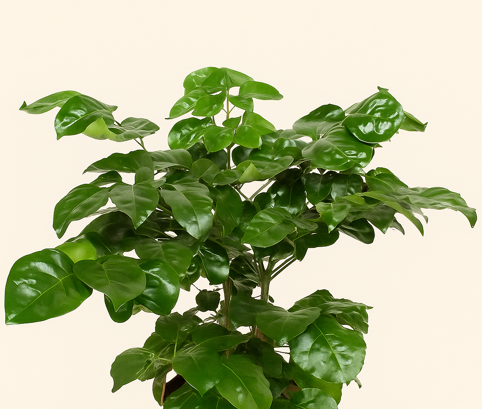Radermachera Hainanensis – Radermachera hainanensis - 190 cm - ø40 - Luna's Leaf Co. 