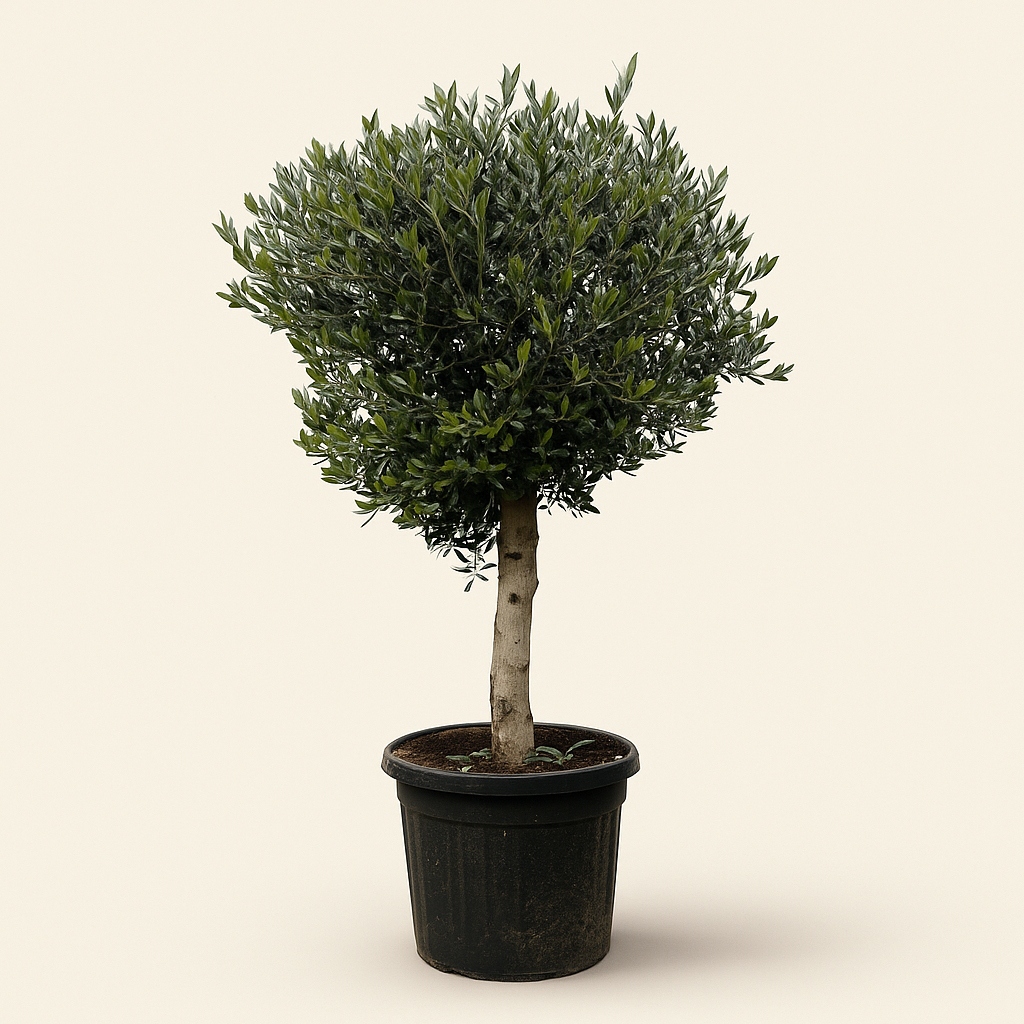 Olivenbaum – Olea europaea 'Lorc' - 180cm- Ø50 - Luna's Leaf Co. 